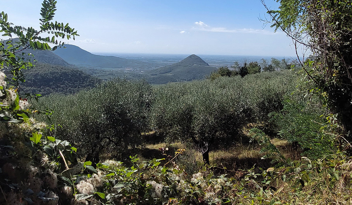 Caldon_NCC_servizi_collieuganei03