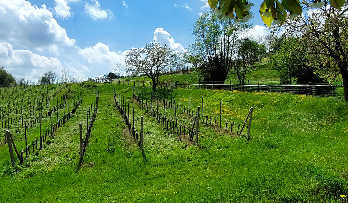 Caldon_NCC_servizi_collieuganei05